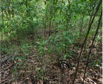 Vegetasi hutan sekunder yang mulai rapat