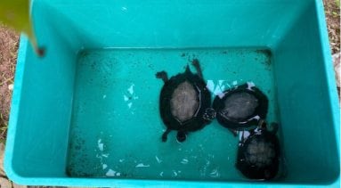 Tiga kura-kura rawa hitam di bak penampung