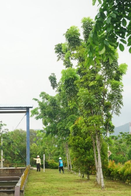 Pohon tinggi di area konservasi