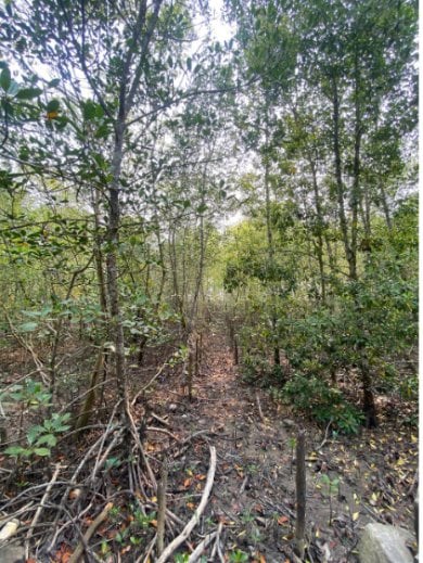 Barisan mangrove muda di pesisir Dusun Kembang Sari